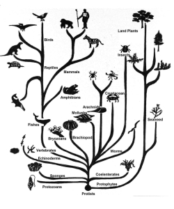 science-biology-evolution-infographics-1214x1458-wallpaper_www.wall321.com_71